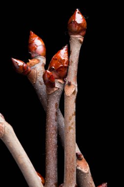 Siyah arka planda şişmiş tomurcuklar kestane.