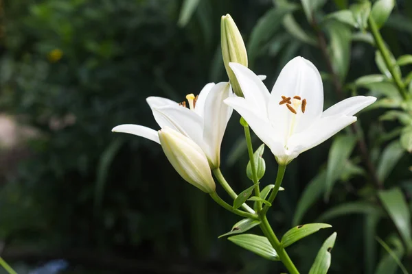 Giglio Bianco Condizioni Naturali — Foto Stock