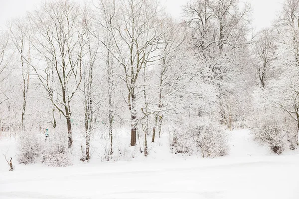 Winterwald Nach Starkem Schneefall Januarnachmittag Trüber Himmel — Stockfoto