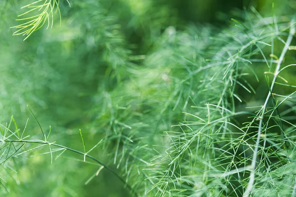 Asperges Natuurlijke Omstandigheden Close — Stockfoto