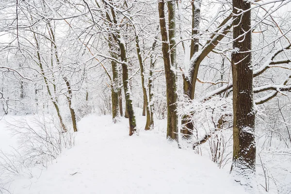 Ocak öğleden sonra büyük bir kar yağışı sonrası kış ormanı, kasvetli bulutlu gökyüzü