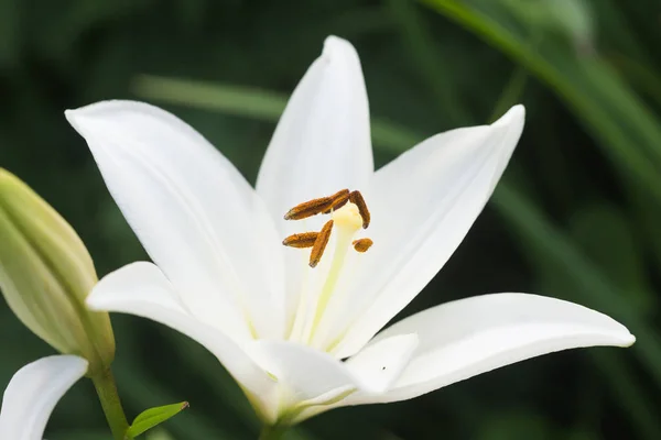 Vit Lilja Naturliga Förhållanden — Stockfoto