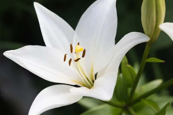 Bílá Lily Přírodních Podmínkách — Stock fotografie