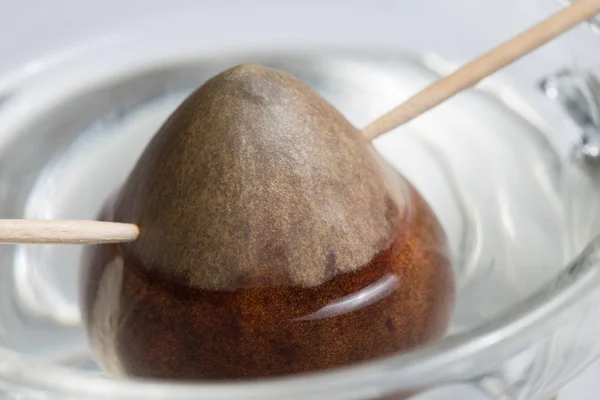 Avokado Tohumu Filizlenmeye Hazır — Stok fotoğraf