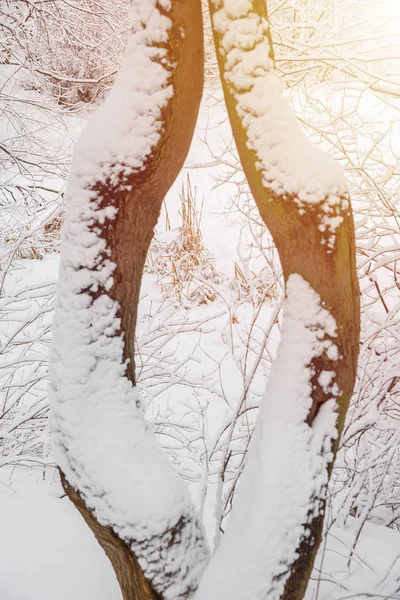 Winterwald Nach Starkem Schneefall Januarnachmittag Trüber Himmel — Stockfoto