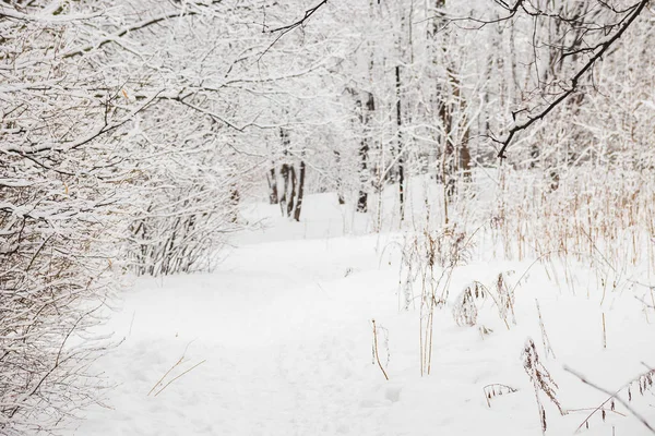 Pădurea Iarnă După Mare Cădere Zăpadă Ianuarie După Amiaza Cer — Fotografie, imagine de stoc
