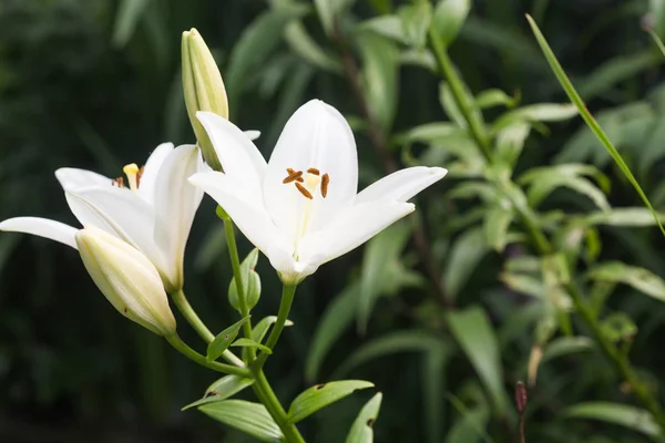 Vit Lilja Naturliga Förhållanden — Stockfoto