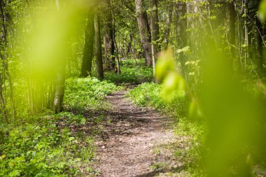 Bahar ormanı. Doğal konsept