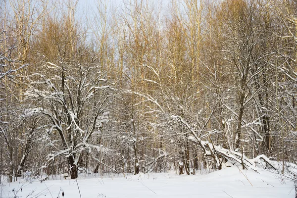 Peisaj Iarnă Rusia Moscova — Fotografie de stoc gratuită