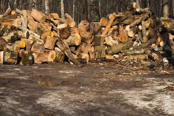 Sawed Firewood Forest — Free Stock Photo