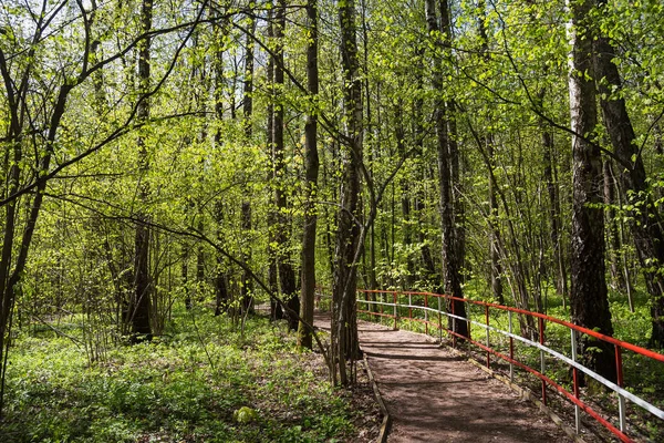 Vårskog Naturligt Begrepp — Stockfoto