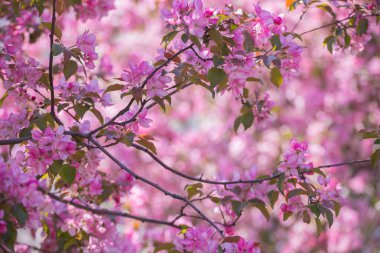 Moskova 'daki Kolomenskoye Parkı' nda ilkbaharda elma ağaçlarının pembe çiçekleri.