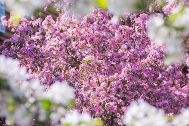 Moskova 'daki Kolomenskoye Parkı' nda ilkbaharda elma ağaçlarının pembe ve beyaz çiçekleri