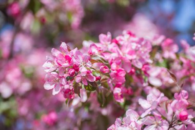 Moskova 'daki Kolomenskoye Parkı' nda ilkbaharda elma ağaçlarının pembe çiçekleri.