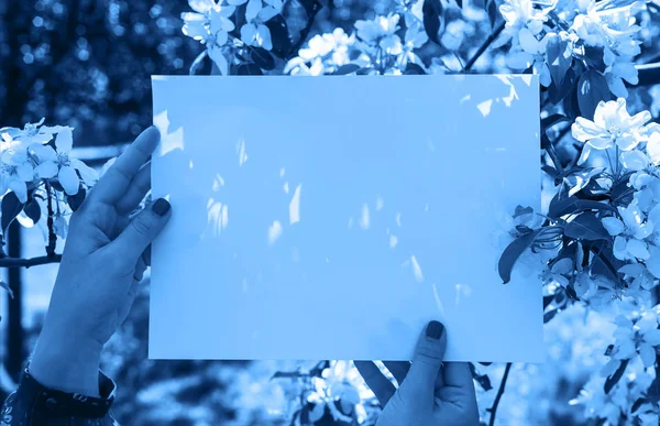 Classic blue style effect on white sheet for copyspace and blooming Apple trees