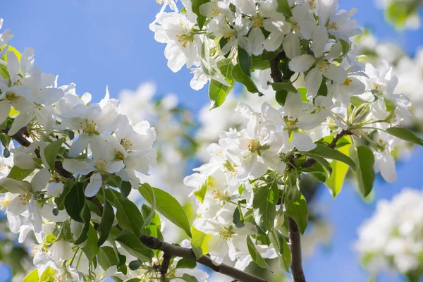 Flores Brancas Árvores Maçã Primavera Kolomenskoye Park Moscou — Fotografia de Stock