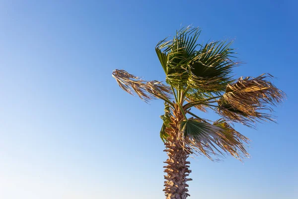 Palm Branches Wind Hurricane Blue Sky — 图库照片