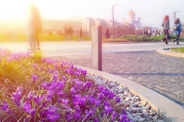 Flowerbed Crocus Muzeon Park Moscow Tourists Locals Walk Spring April — стоковое фото