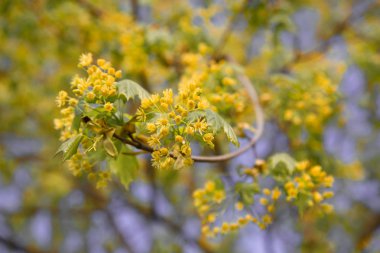Parktaki baharda çiçek açan kireç ağacının yakın çekimi.