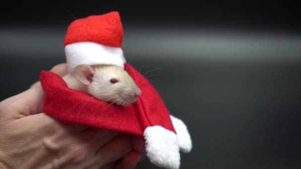 Siyah arka planda Noel Baba kostümü giymiş bir sıçan. Mutlu bir yeni yıl ve noel konsepti. — Stok video