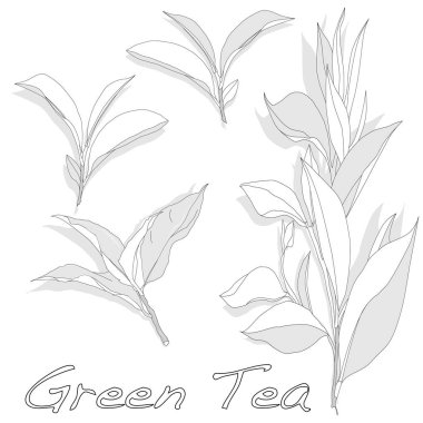 Beyaz arkaplanda yeşil çay yaprağı izole