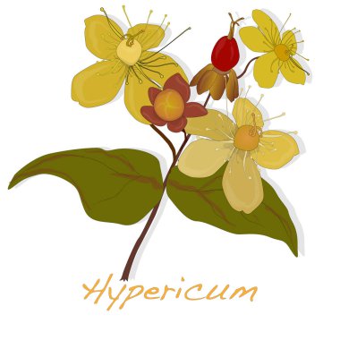 Hypericum çiçek vektör çizim