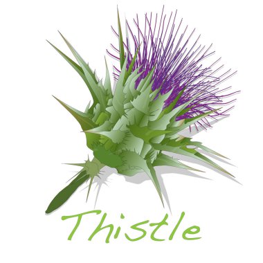 Thistle bitki süt. İzole vektör.