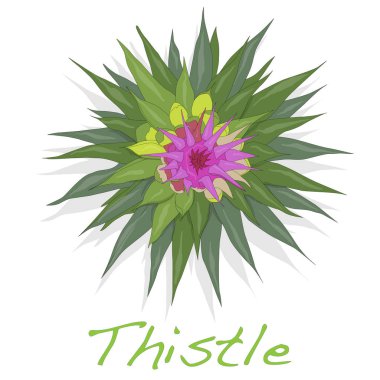 Thistle bitki süt. İzole vektör.