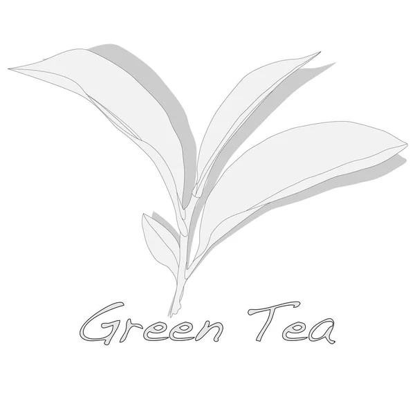 Vettore foglia di tè verde — Vettoriale Stock