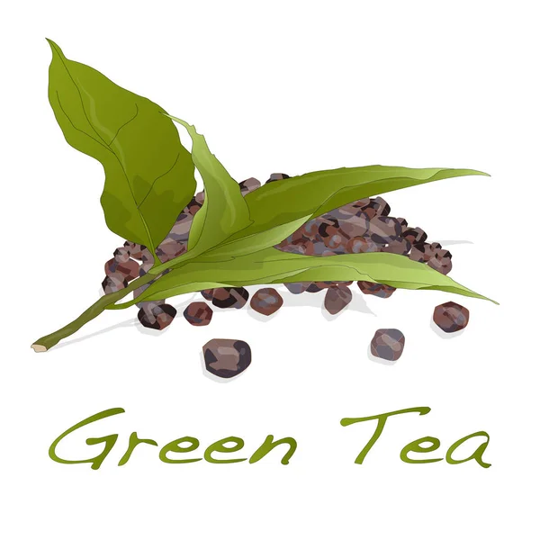 Vector de hoja de té verde — Vector de stock