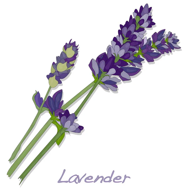 Vettore di fiori di lavanda . — Vettoriale Stock