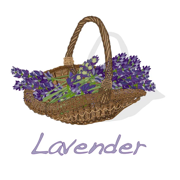 Lavendel bloem vector. — Stockvector