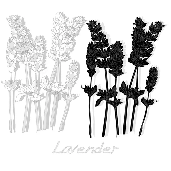 Lavander flower vector. — Stock Vector