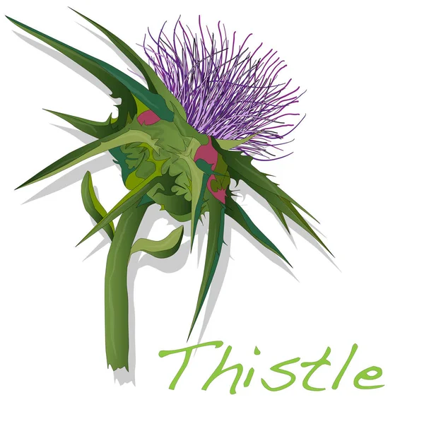 Milk Thistle plant. Vector isolated. — Stock Vector