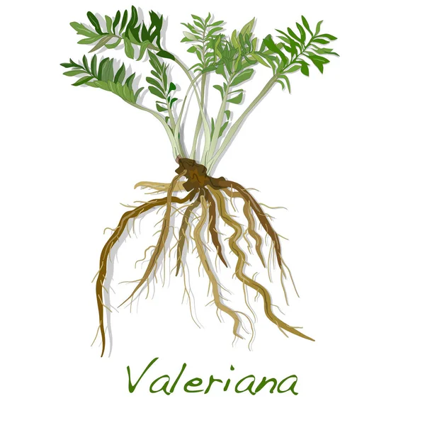 Valeriana herb vector. — Stock Vector