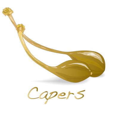 Konserve Kapari illüstrasyon vektör