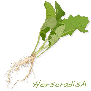 İzole horseradish kök vektör