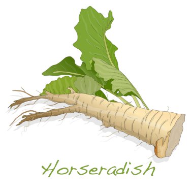 Isolated horseradish root vector clipart