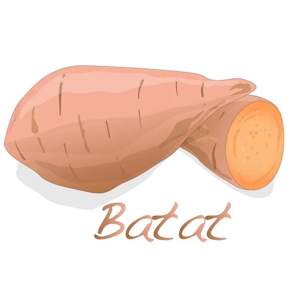 Batat, sladký brambor vektor — Stockový vektor