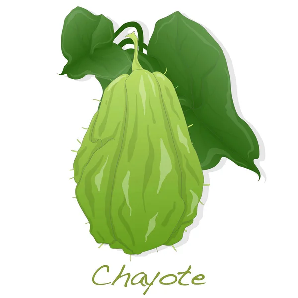 Chayote auf weißem Hintergrund — Stockvektor