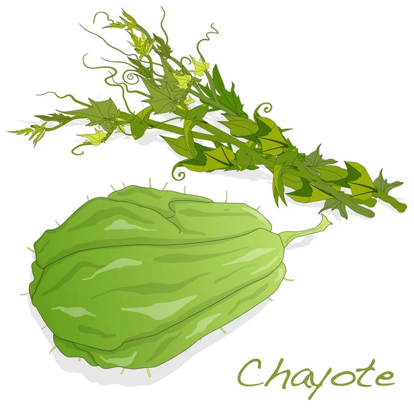 Chayote op witte achtergrond — Stockvector