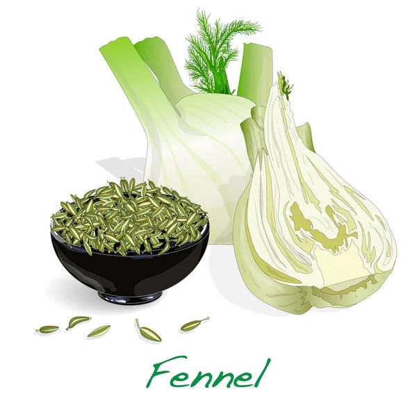 Fennel seeds on white background — Stock Vector