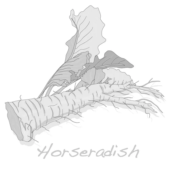 İzole horseradish kök vektör — Stok Vektör