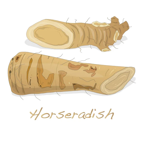 İzole horseradish kök vektör — Stok Vektör