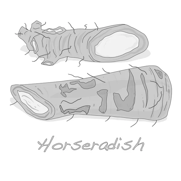 İzole horseradish kök vektör — Stok Vektör