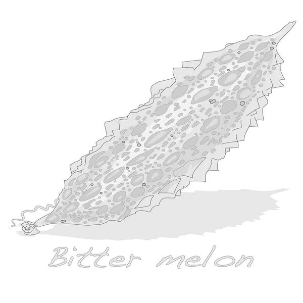 Bittere meloen geïsoleerd — Stockvector