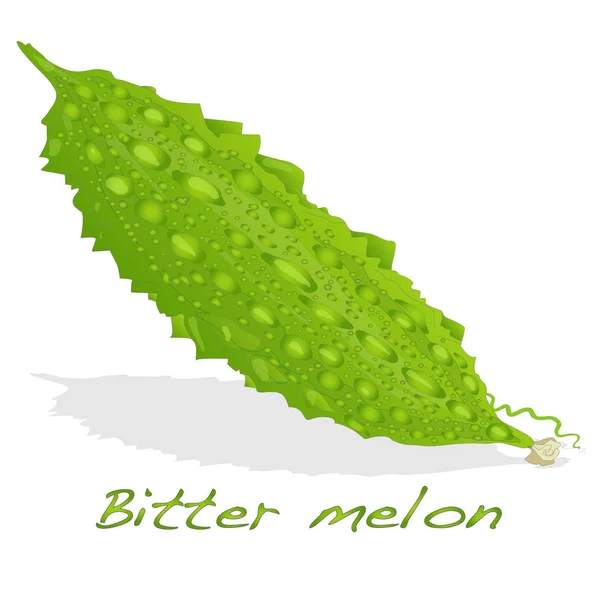 Melon amer isolé — Image vectorielle