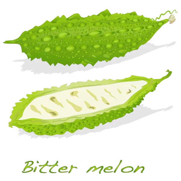 Melon amer isolé — Image vectorielle