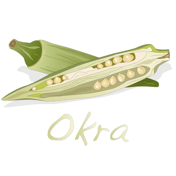 Okra pflanze vektor illustration — Stockvektor