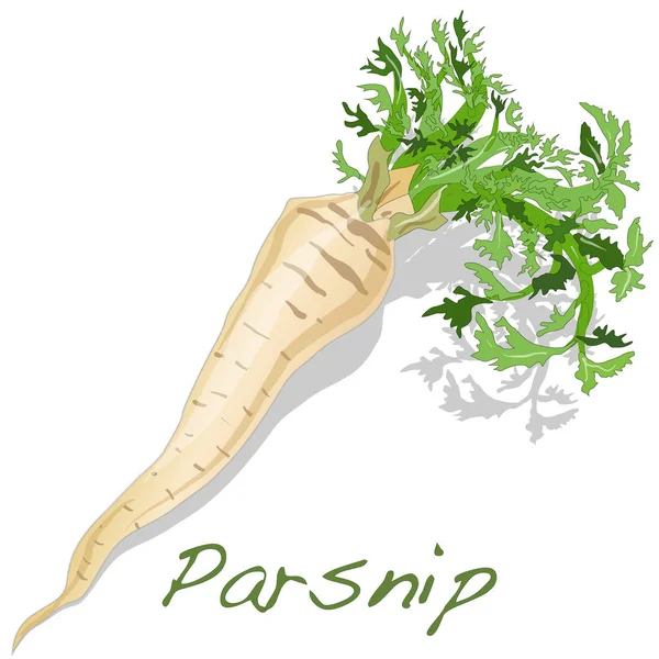 Fresh parsnip roots — Stock Vector